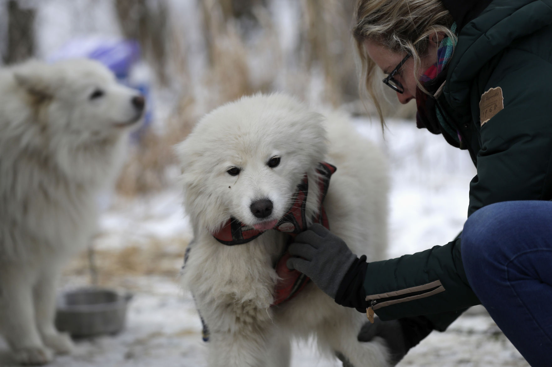 Czech Republic Dog Sled Race